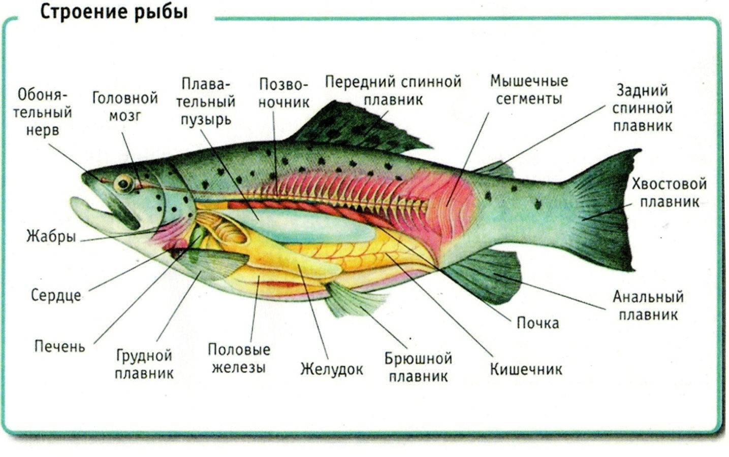 Анисимова и.м., лавровский в.в. ихтиология. основные звенья жизненного цикла рыб. питание и упитанность рыб - электронная биологическая библиотека