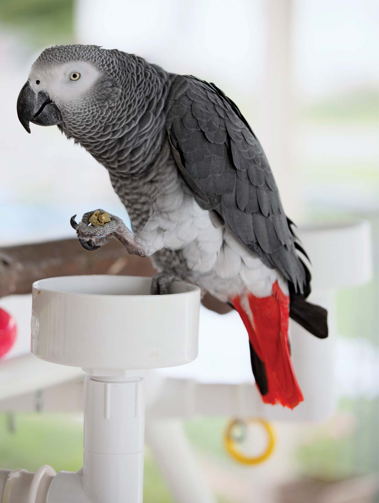 Самые умные попугаи: фото и описание