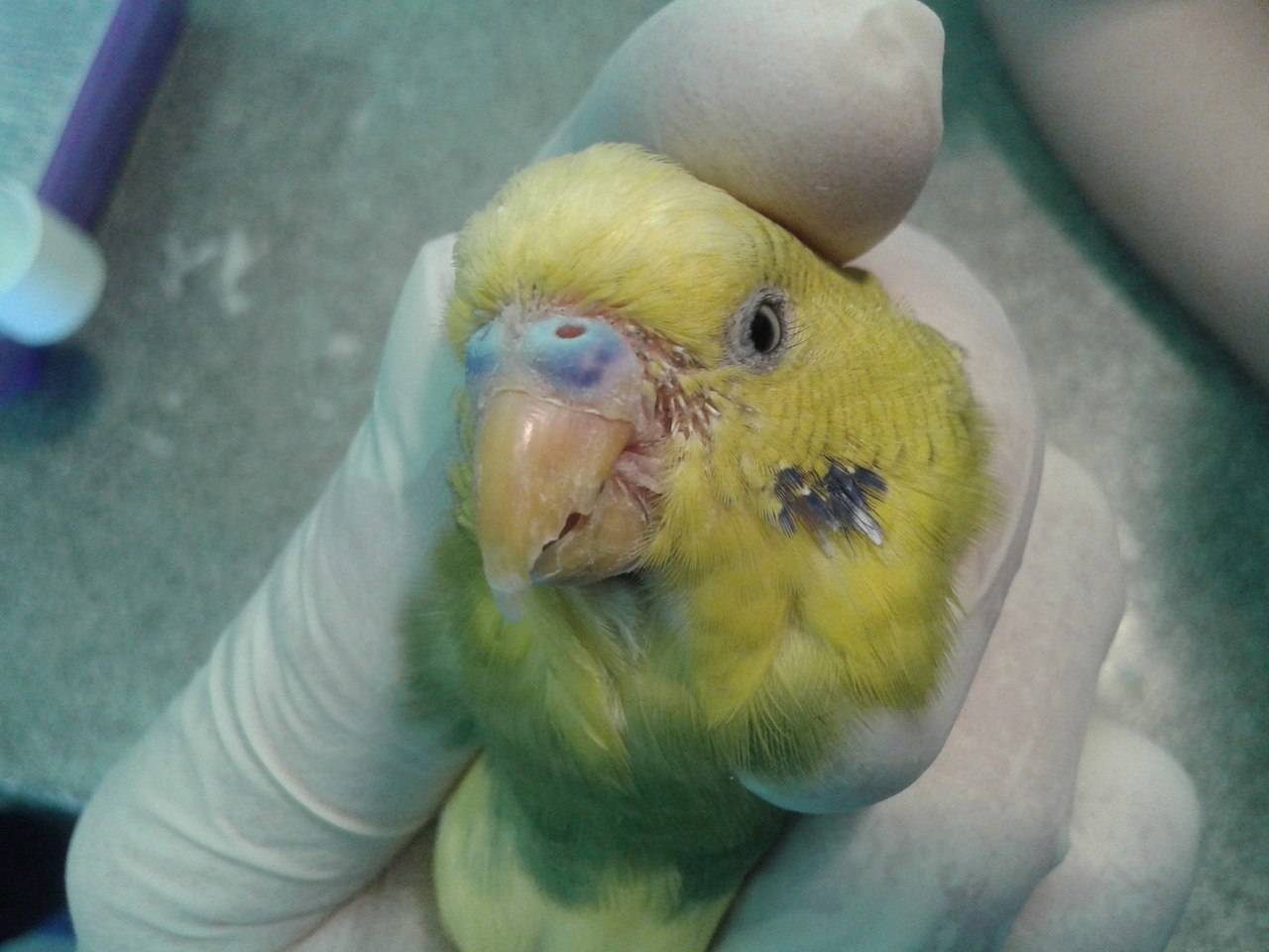 Цирковирус попугаев pbfd, болезнь пера и клюва.