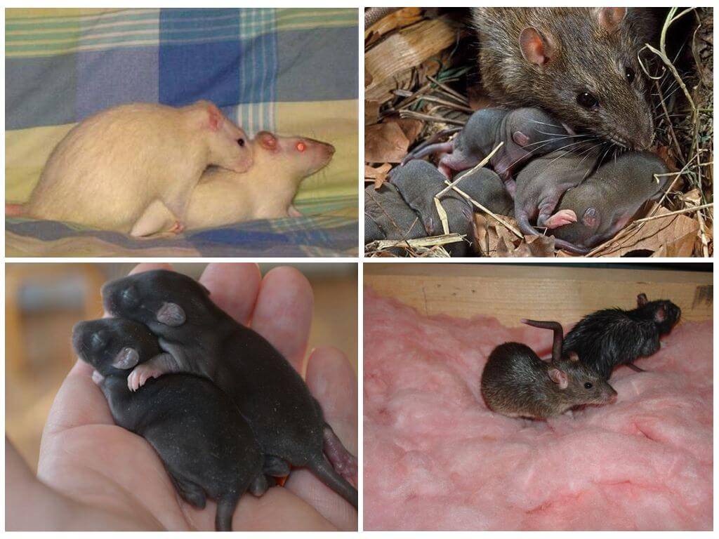 Крыса (rattus): информация, интересные факты, фото, виды