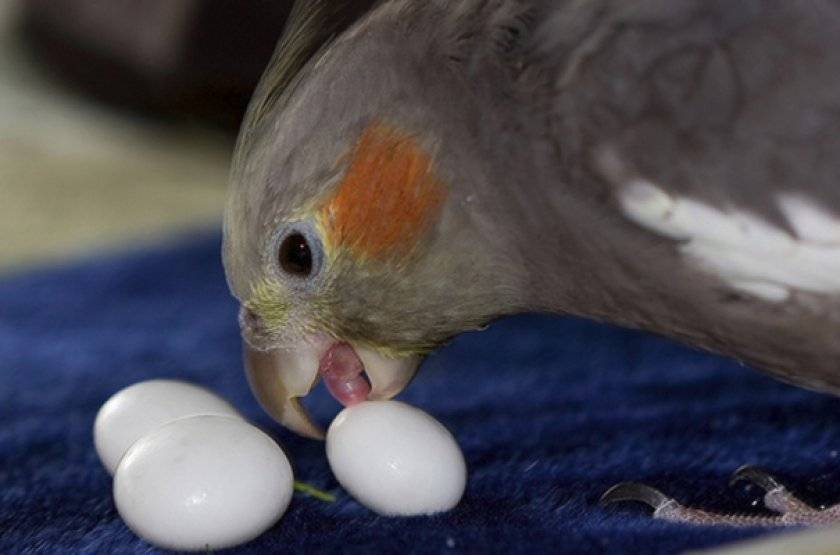 Самка волнистого попугая снесла яйцо