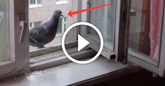 Если голубь хотел залететь в окно примета
