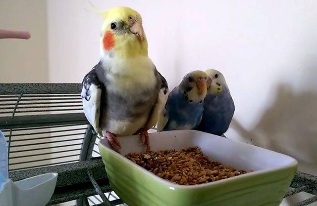 Как уживаются вместе корелла и другие попугаи | кореллы | ptichka.net - домашние питомцы