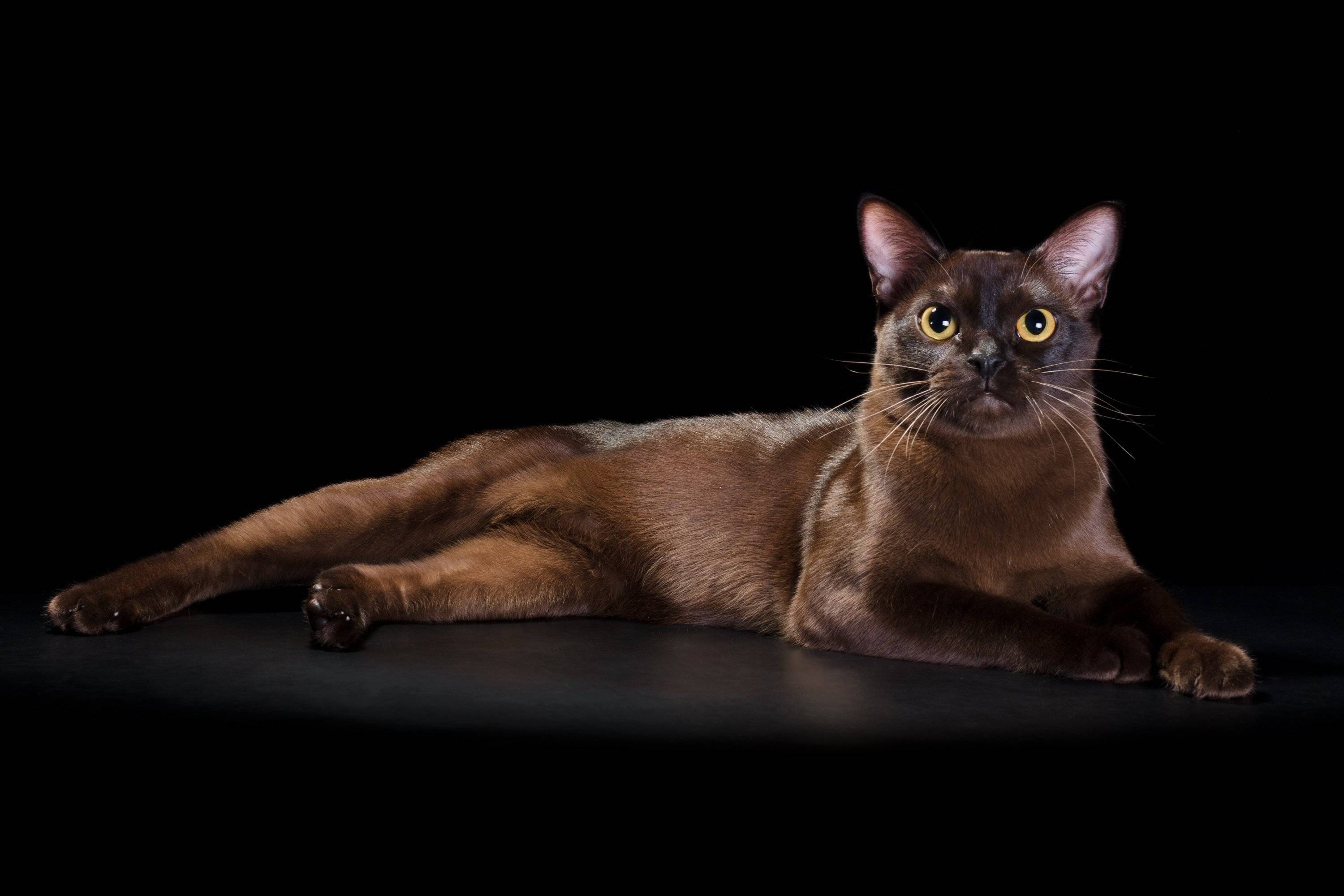 Бурманская кошка: история происхождения, стандарты породы и правила содержания