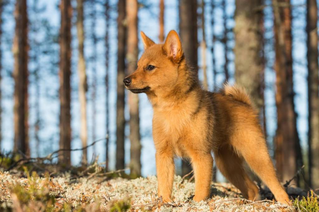 Карело-финская лайка: описание породы, фото и видео, содержание, охота