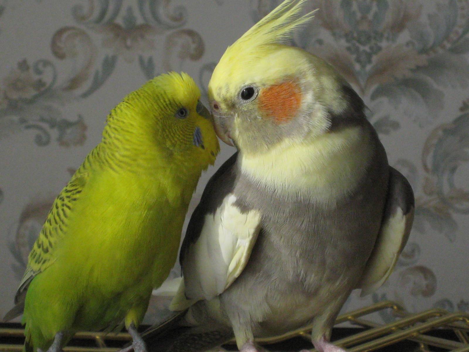 Волнистый попугайчик: неприхотливый питомец и отличный собеседник
