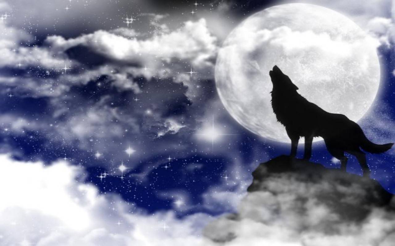 Почему волки воют на луну? » трамбай! | новостная медиаплатформа