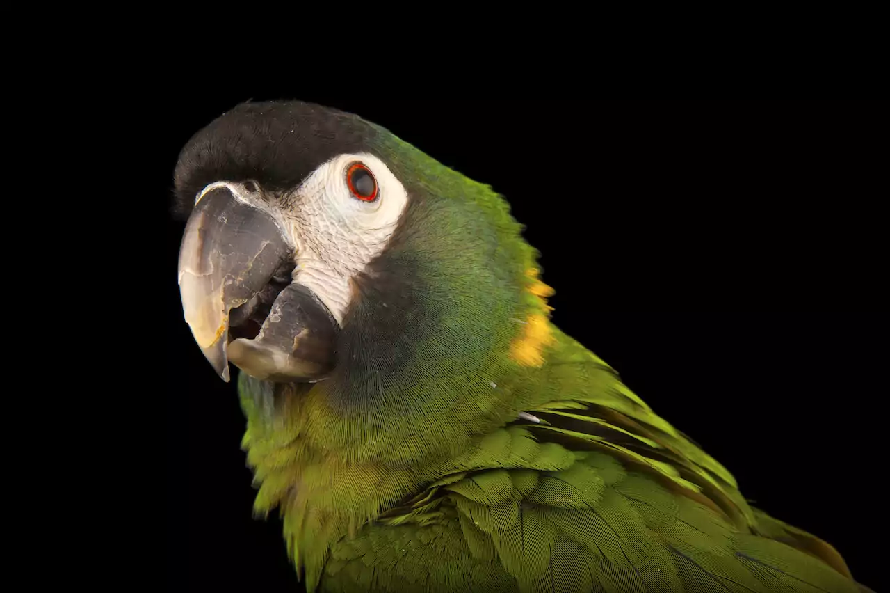 Попугай голубой ара