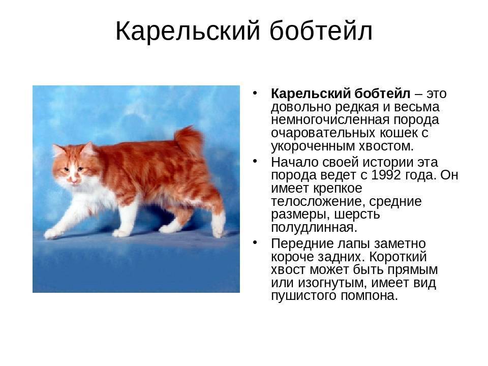 Порода кошек без хвоста: классификация, описание, характер