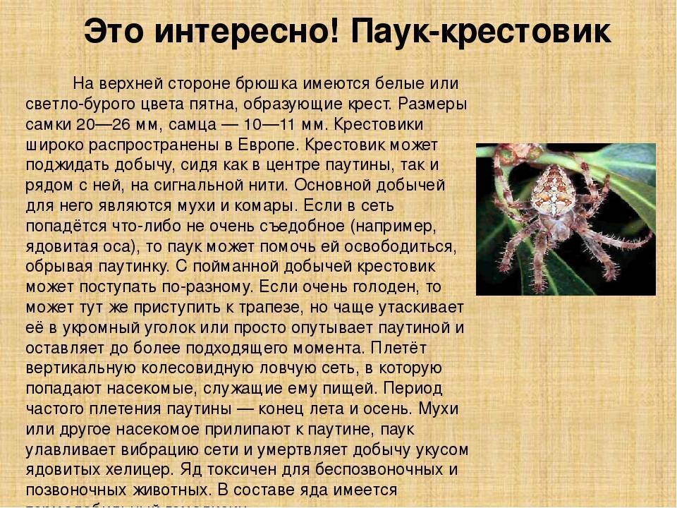 Паук-крестовик как выглядит. укус паука-крестовика, оказание первой помощи. | parnas42.ru