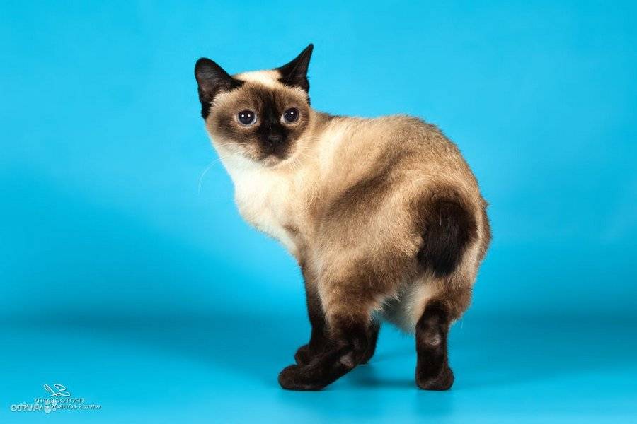 Курильский бобтейл - фото кошки, описание породы, характер, отзывы, цена котят, видео
