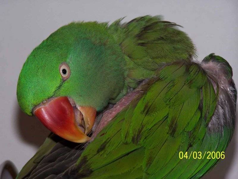 Болезни перьев у попугаев. причины потери перьев