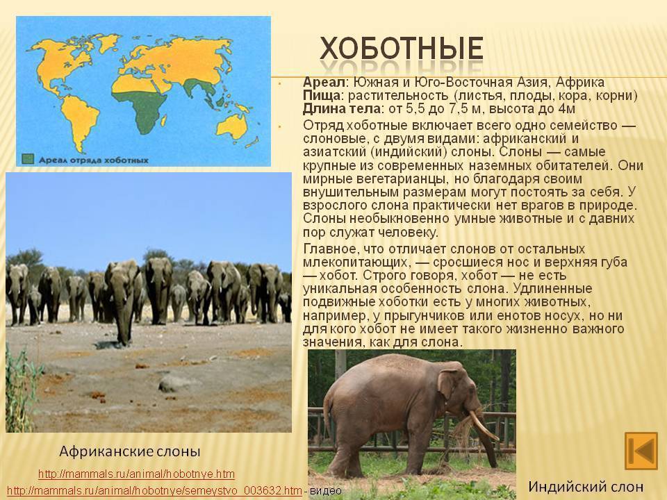 Виды слонов. описание, особенности, среда обитания и фото видов слонов | живность.ру