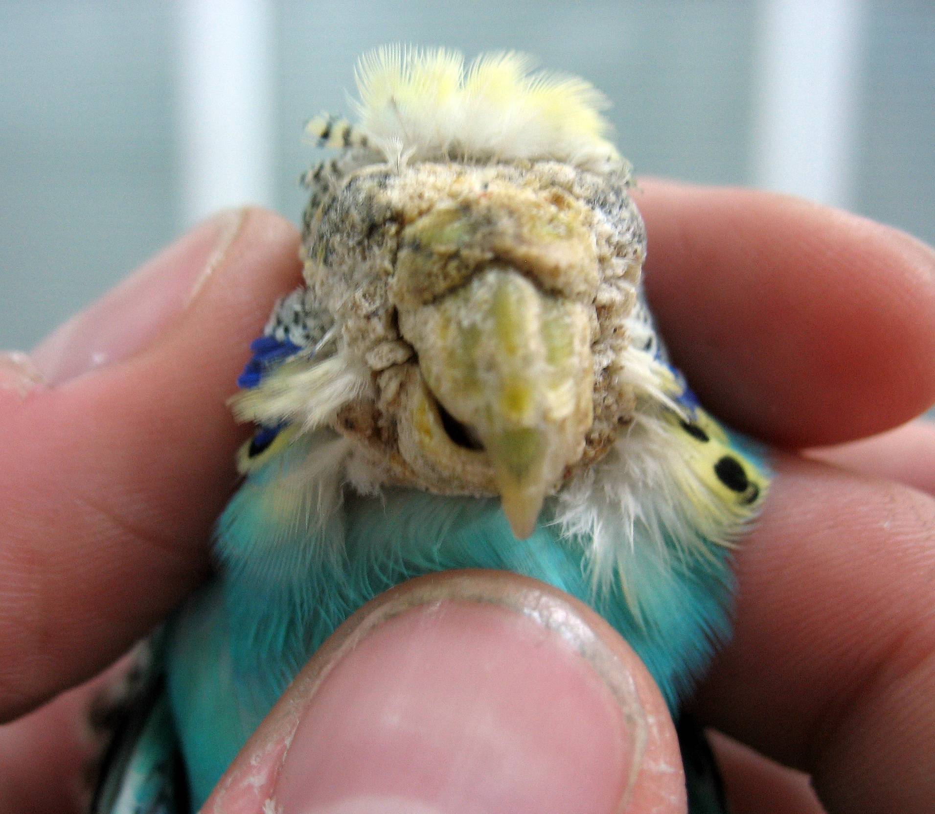 Клещи у  домашних попугаев. типичные признаки. как избавиться от паразитов