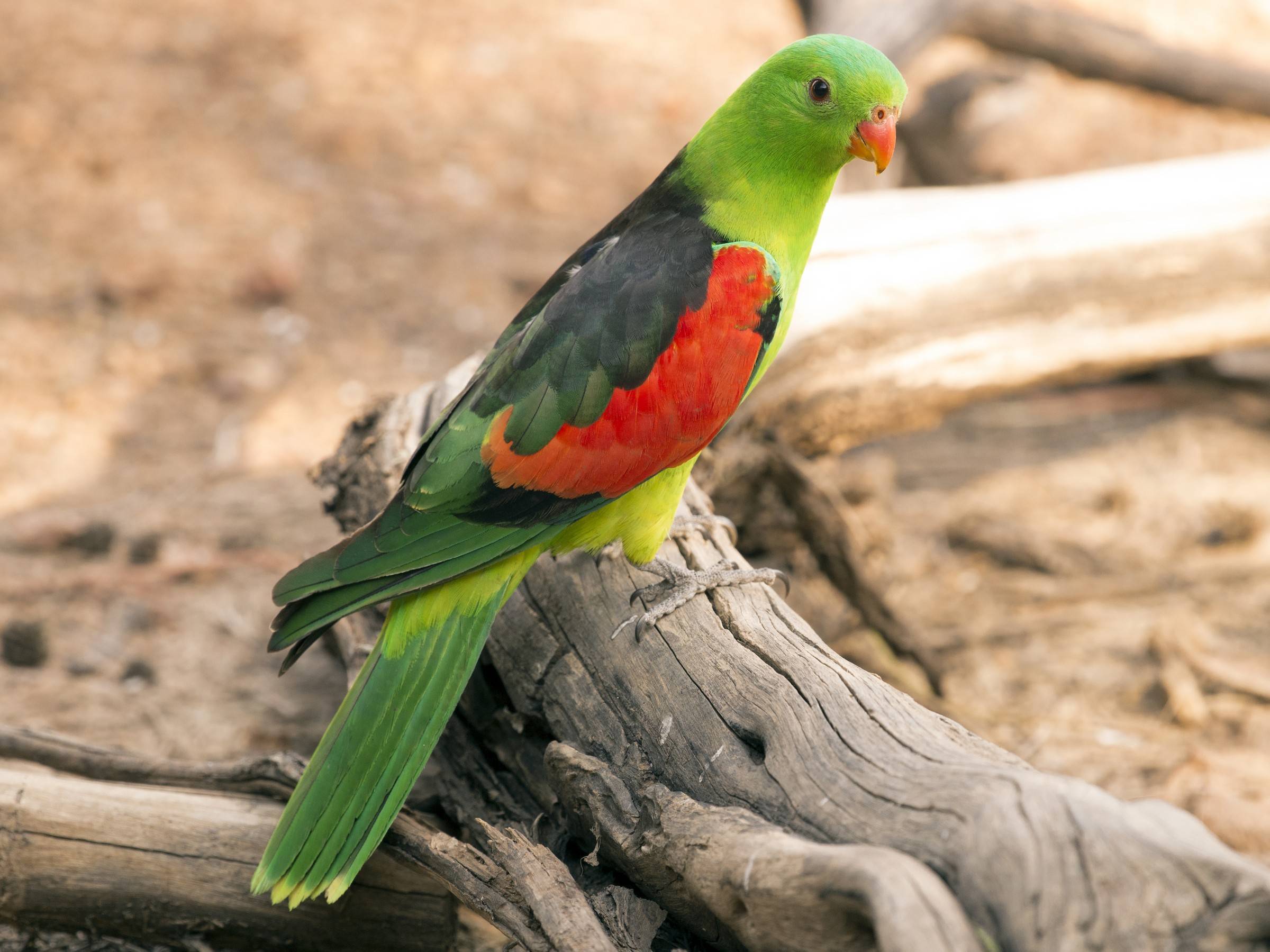 Краснокрылый попугай - вики