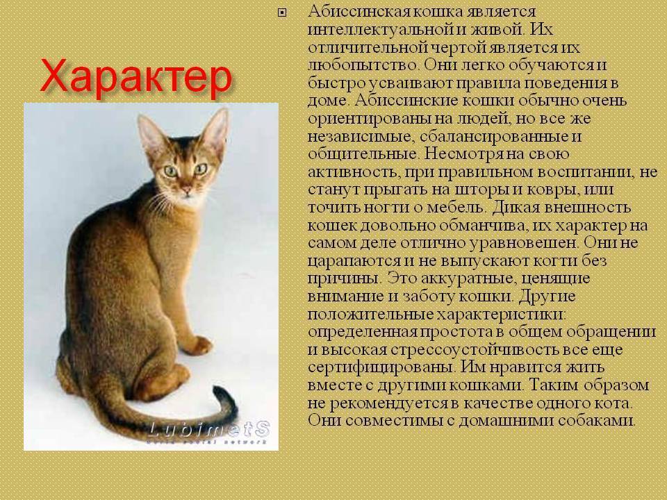 Описание абиссинской кошки. Отзывы