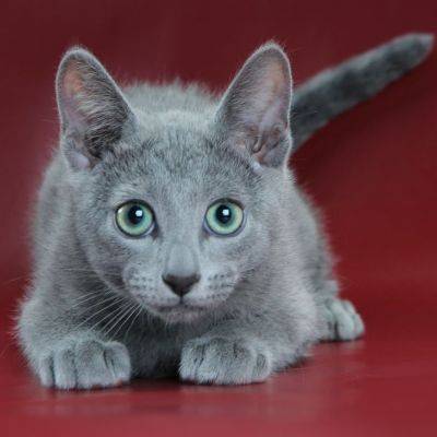 Русская голубая кошка — описание пород котов
