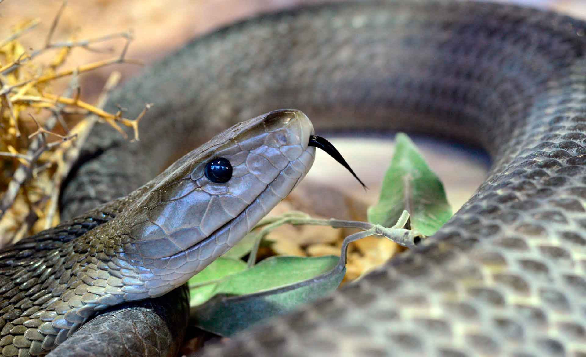 Змея черная мамба – опасная змея африки. описание и фото черной мамбы