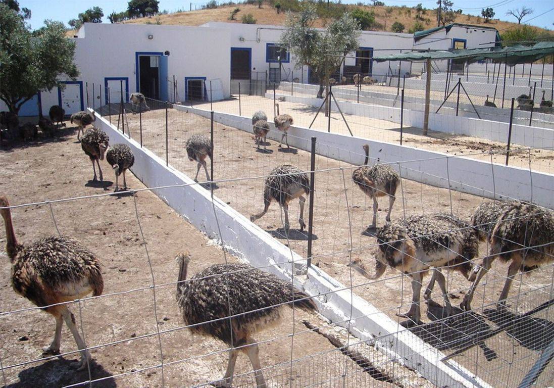 Содержание и разведение страусов на домашней ферме: бизнес-план и рекомендации