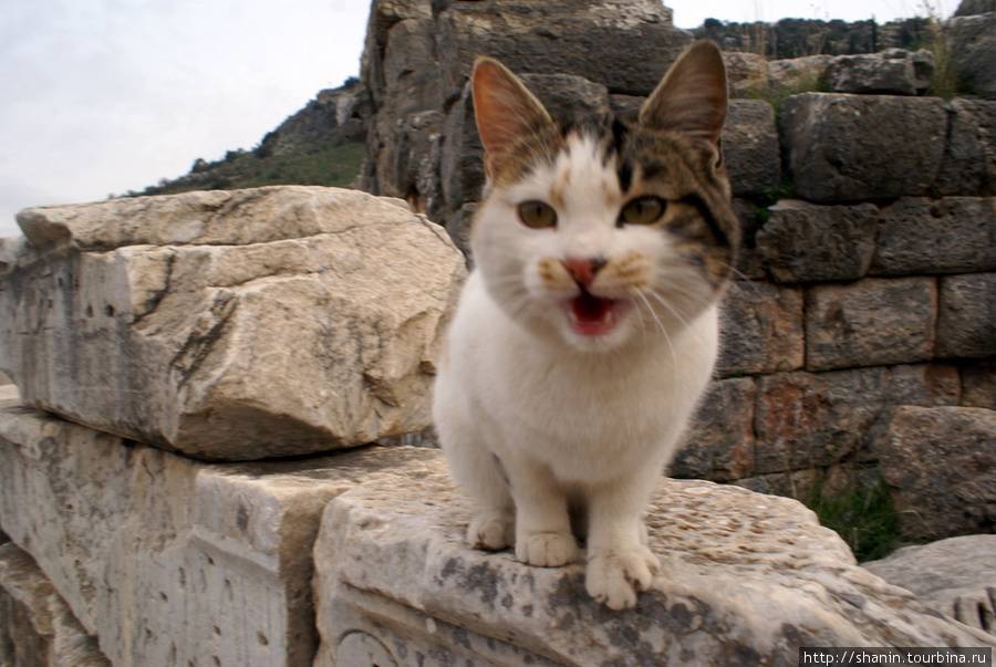 Порода кошек эгейская: фото, видео и описание