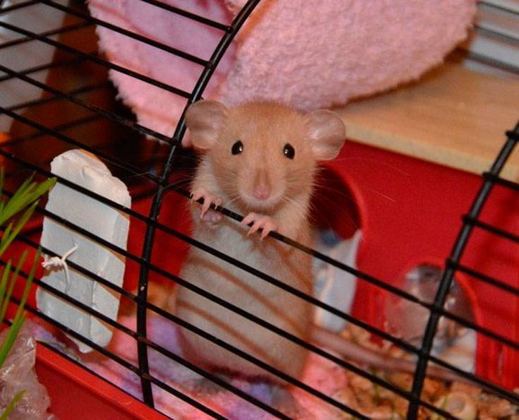 Домашние крысы (породы, виды), декоративные крысы как домашнее животное (фото, видео)