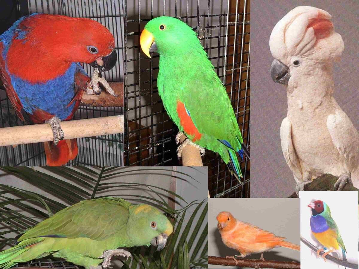 Как выбрать попугая для дома - советы и особенности содержания птиц