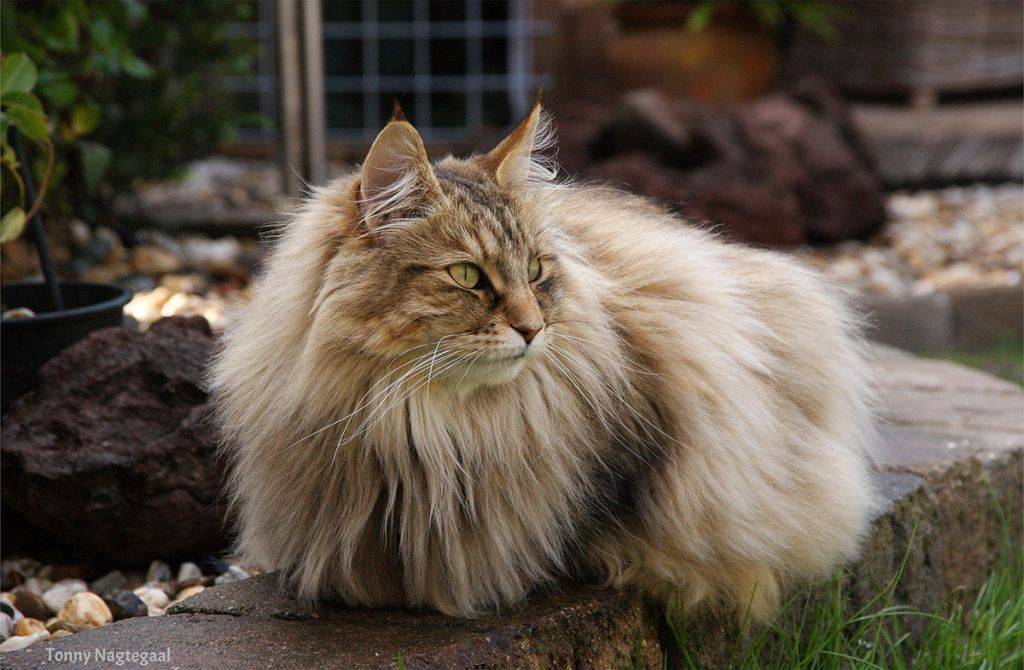 Норвежская лесная кошка с фото, норвежская лесная кошка - описание породы и характера