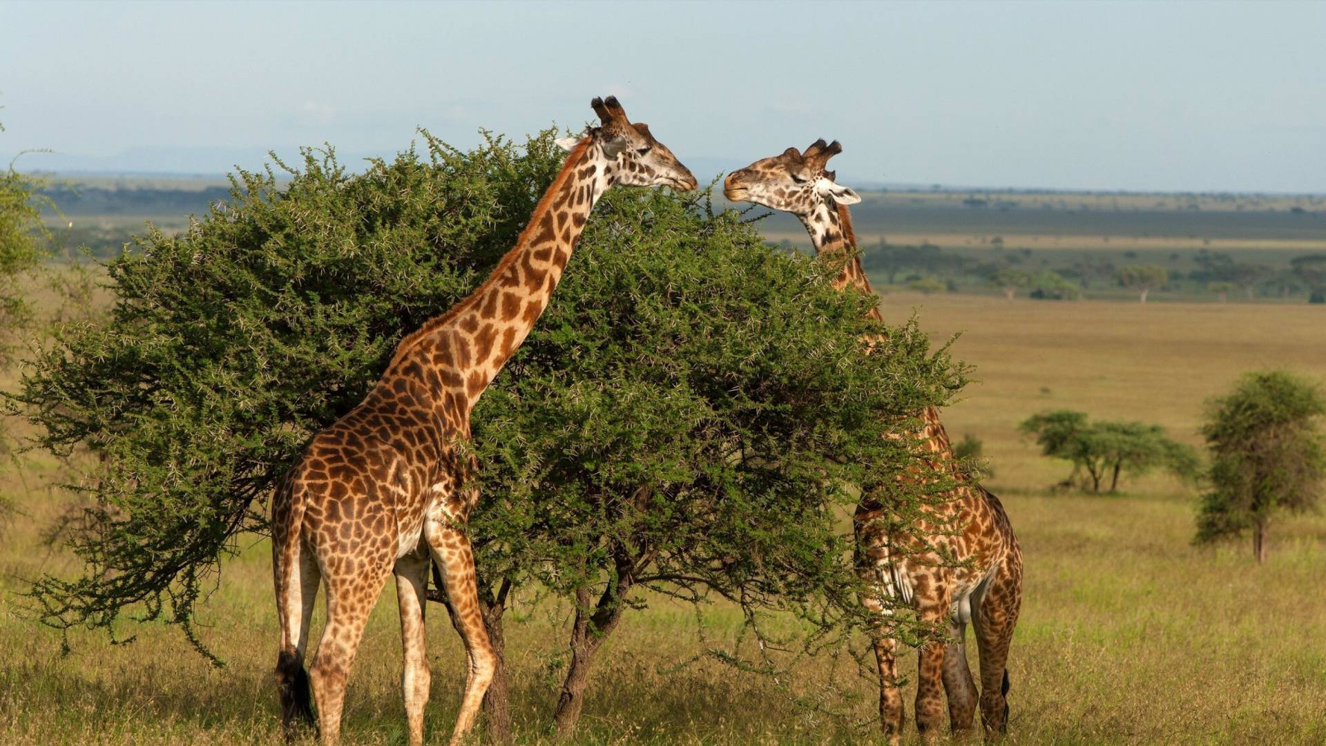 Жираф: описание, среда обитания, чем питается, образ жизни
