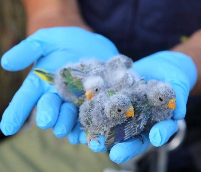 В Австралии борются за спасение исчезающего вида попугаев
