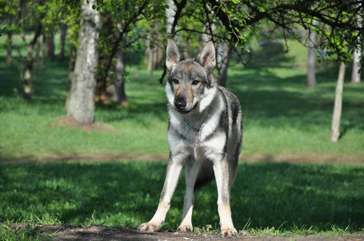 Чехословацкая волчья собака: фото, описание и характеристика породы, уход | все о собаках