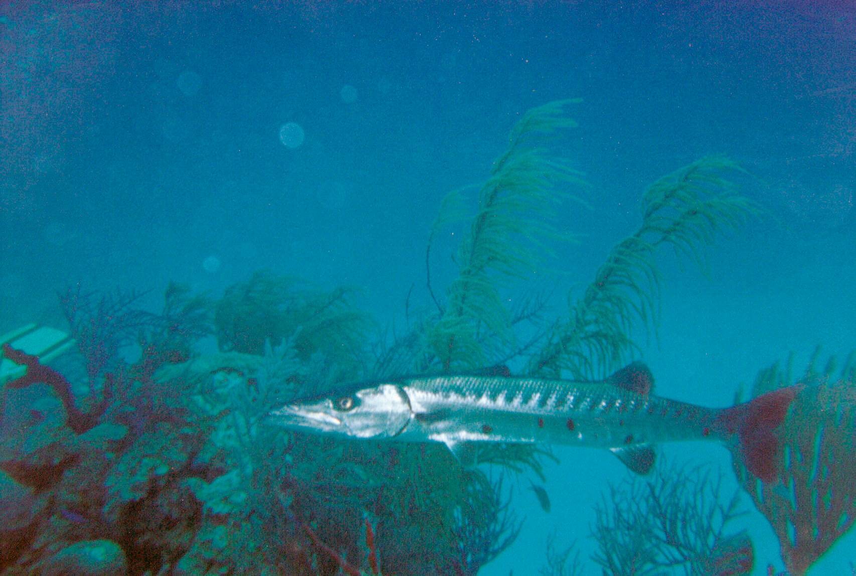 Хищная рыба барракуда: описание и интересные факты
