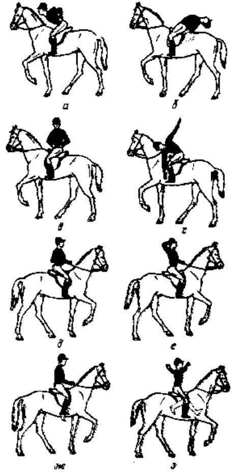 Как вести себя рядом с лошадью (с иллюстрациями)