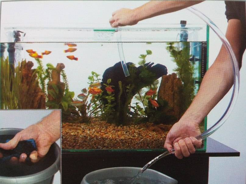Как часто менять воду в аквариуме с рыбками: варианты, фото