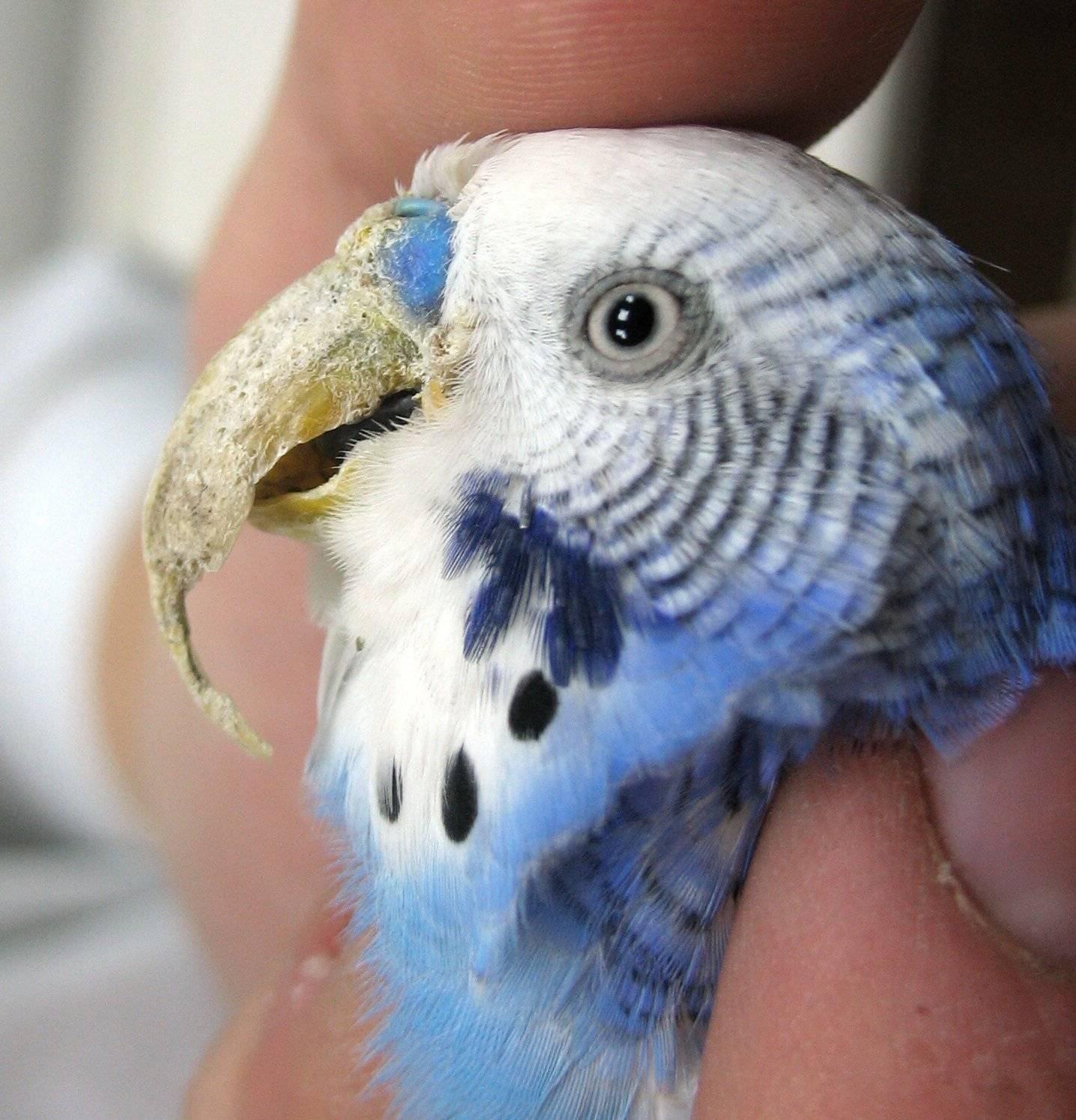 Деформация клюва у волнистого попугая лечение