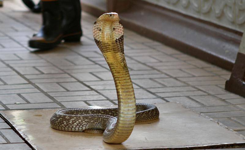 Королевская кобра  фото, описание, ареал, питание, враги 
 > все о живой природе