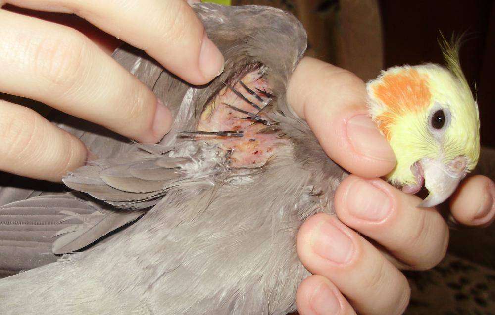 У попугая в такт дыханию дёргается хвост - основной раздел - форумы mybirds.ru - все о птицах