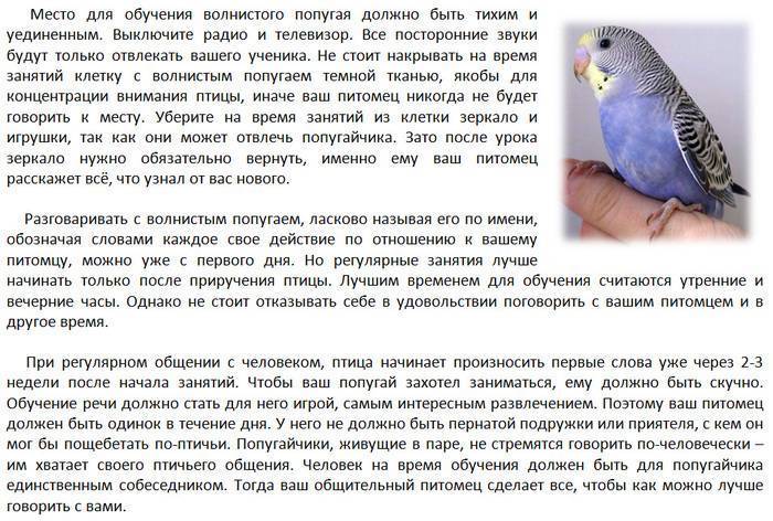 Как научит волнистого попугая разговаривать: 7 шагов