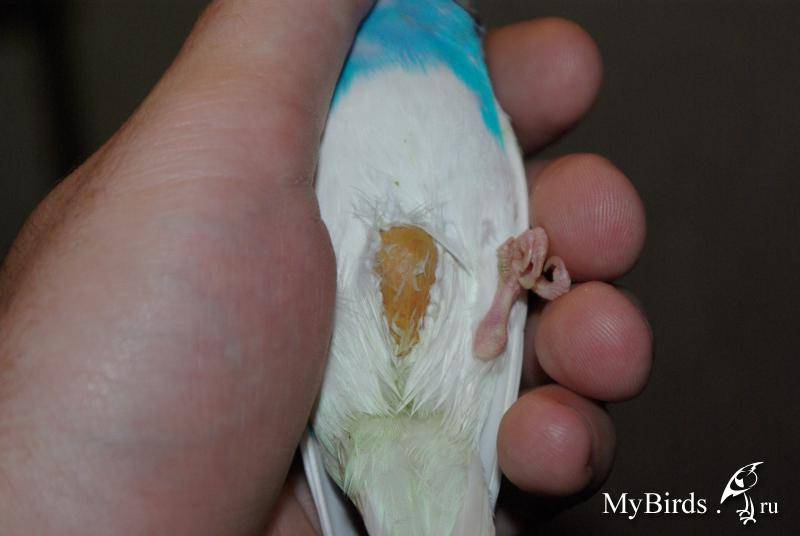 Клюв у волнистого попугая: все что нужно знать