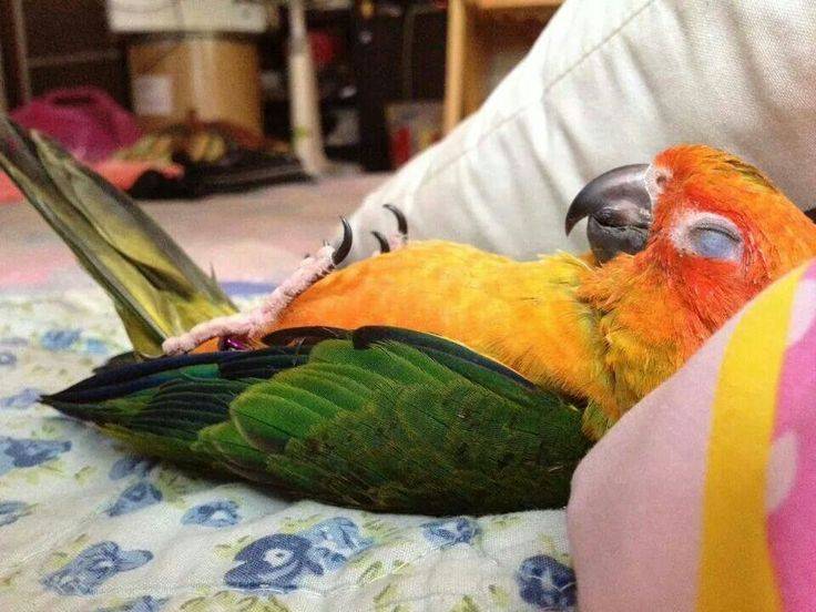 Попугай постоянно спит: почему?