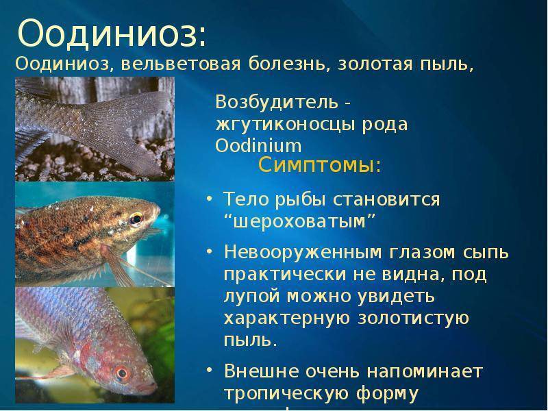 Инфекционные болезни рыб - блог зоомагазина zootovary.com
