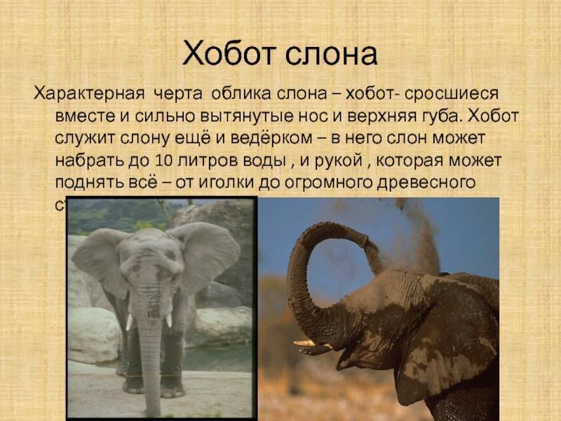 Зачем слону хобот и зачем ему бивни? органы чувств и хобот слона вот и разобрались