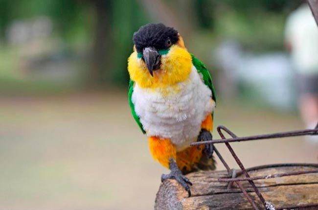 Попугай каик | описание, внешний вид, содержание, продолжительность жизни