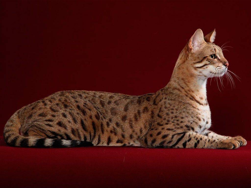 Почему ашеры самые дорогие кошки, чем кошка и кот ашера отличаются от других кошек: история породы, отзывы