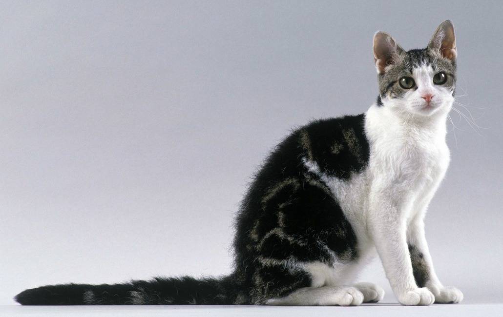 Американская жесткошерстная: описание породы кошек, фото