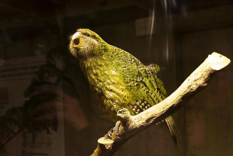 Совиный попугай (какапо) - особенности нелетающего попугая, среда обитания, размножение, фото