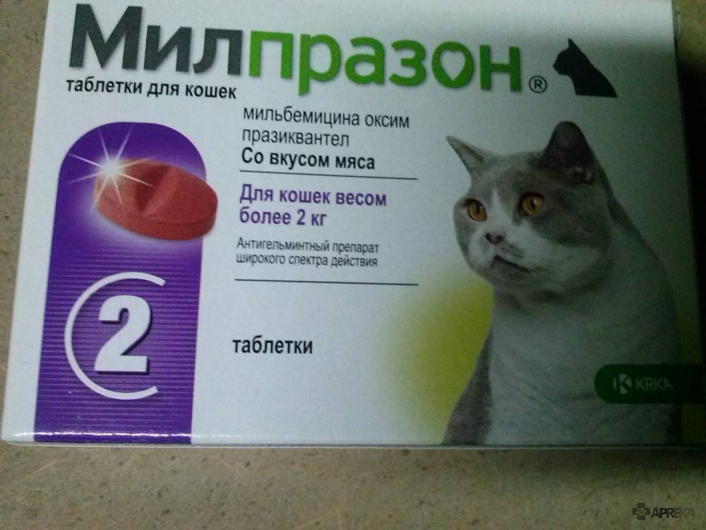 Слабительное для кошек: инструкция по лечению запора у кошки в домашних условиях