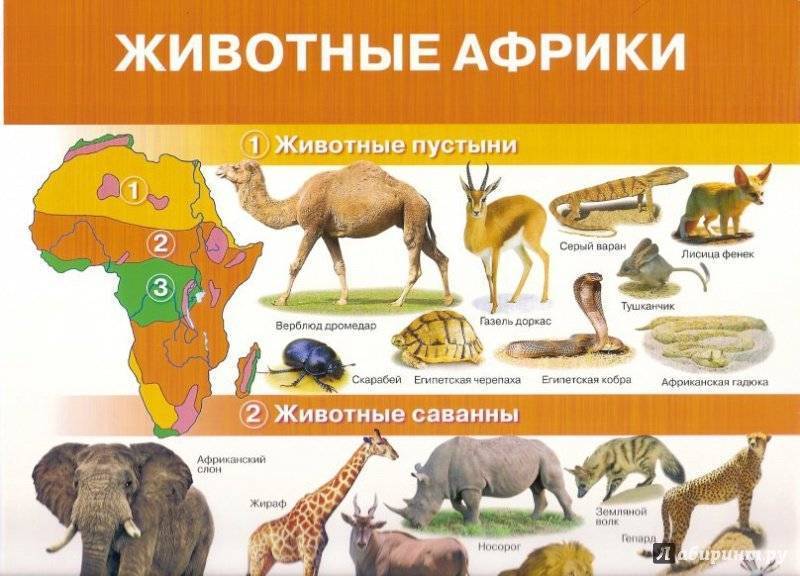 Африканская саванна: описание, угрозы, животные и растения — природа мира