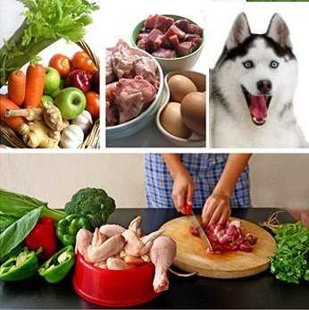 Как правильно кормить щенка хаски: особенности рациона, необходимые и запрещенные продукты, рекомендации
