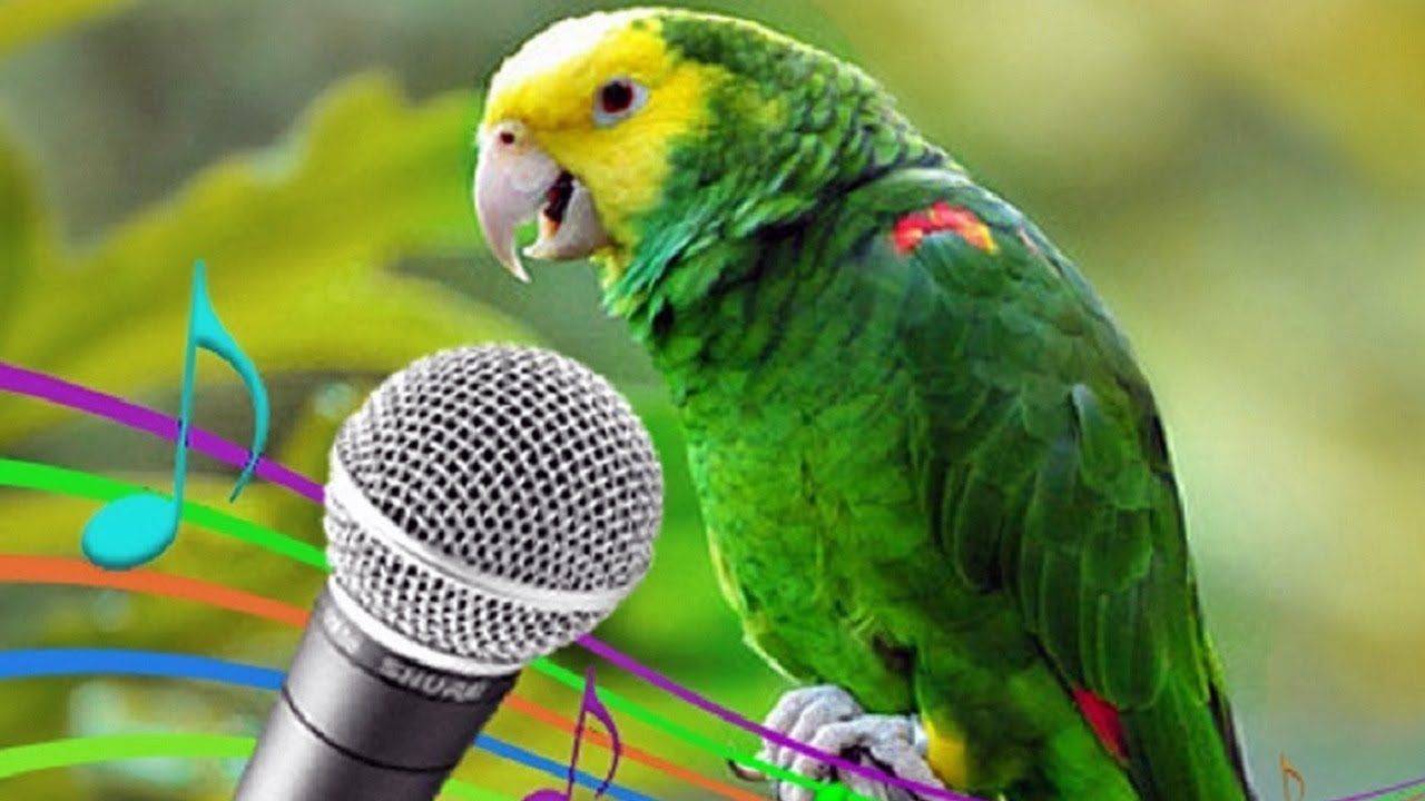 Как научить волнистого попугая разговаривать, когда начинать