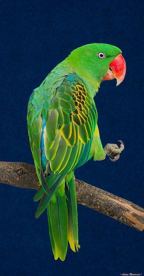 ᐉ 9 самых больших попугаев в мире: как называется один из крупнейших попугаев, описание и стоимость, особенности разведения - kcc-zoo.ru